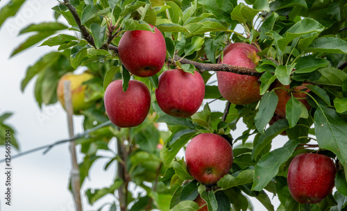 fruit farm apple orchard trees