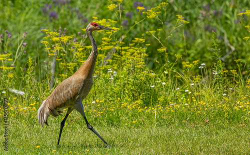 sandhill crane red crown close up