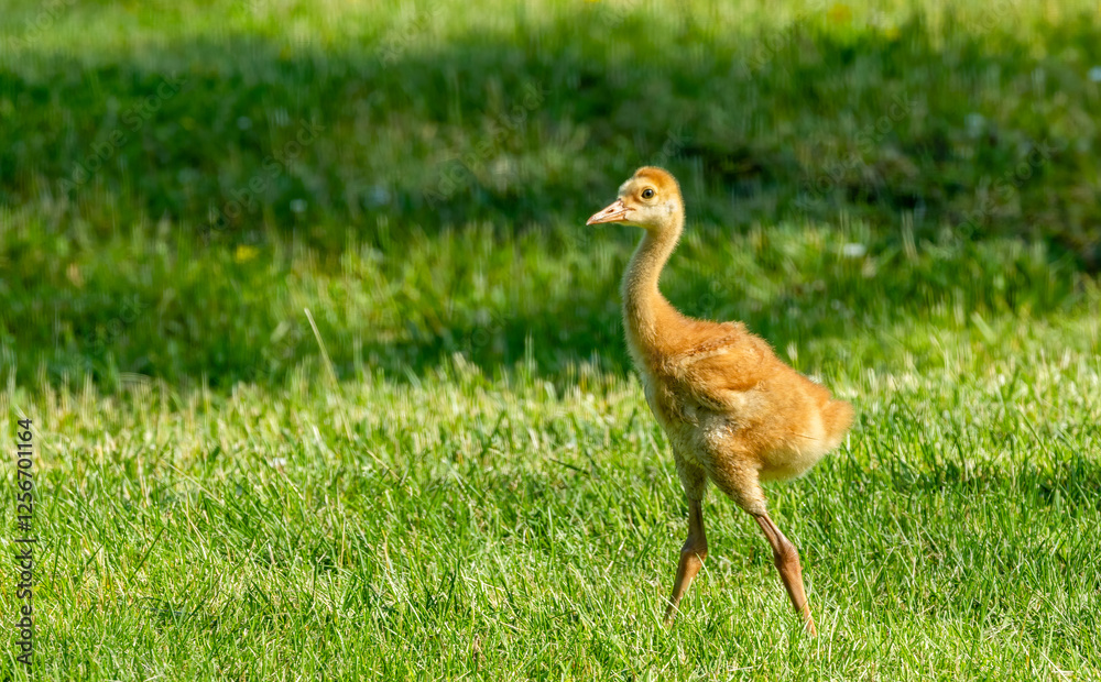 Fototapeta premium young baby sandhill crane chick with mother