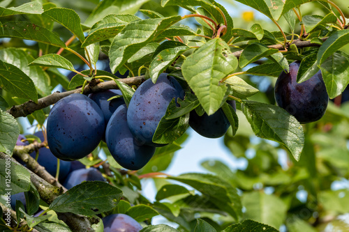 purple plumb tree in orchard 