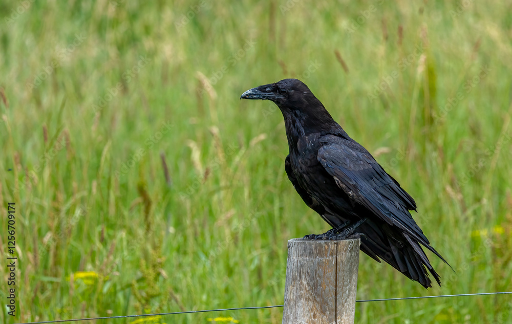 Obraz premium profile of black raven perched on post