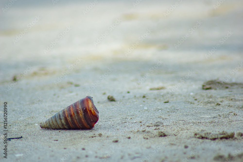 conical sea snails shell on beach sands