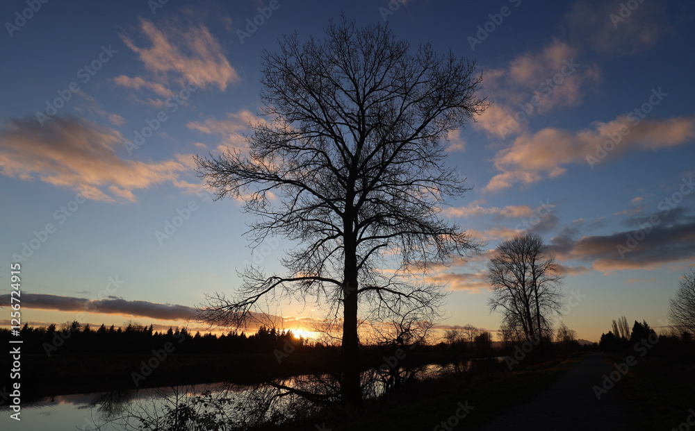 Naklejka premium Contours of winter tree during sunset