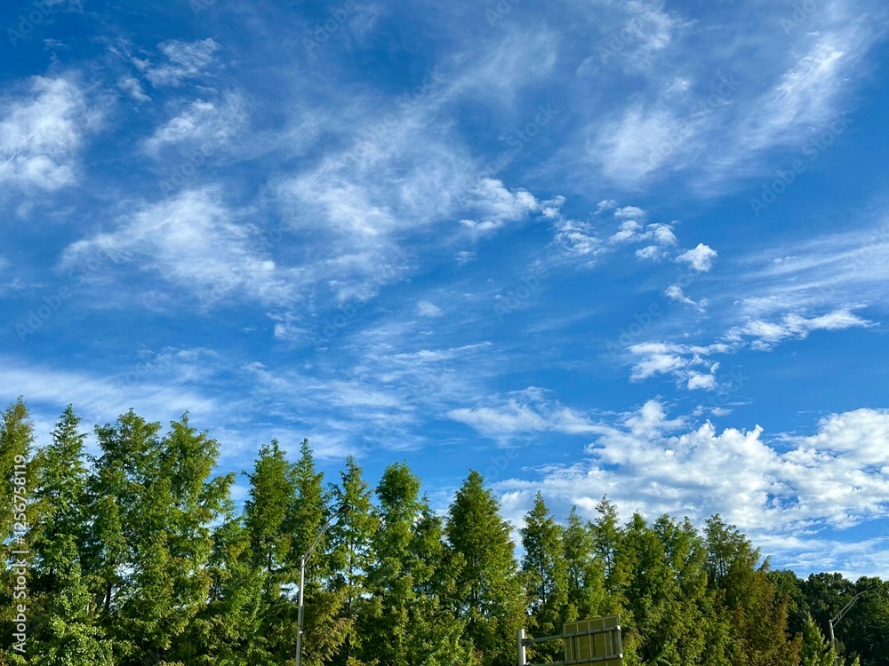 Obraz premium 맑은 하늘과 구름 그리고 나무