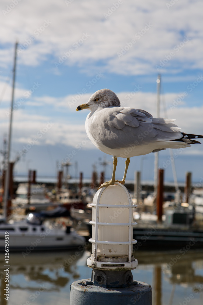 seagull on the pier