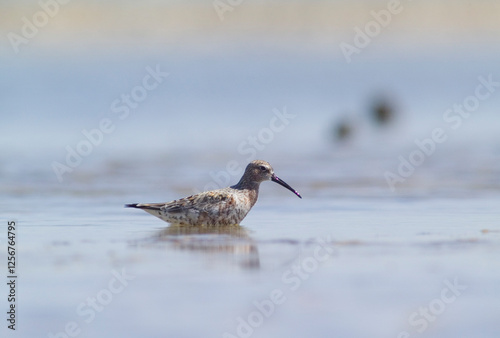 Piovanello comune - Curlew Sandpiper, (Calidris ferruginea) Lagune delle Saline, Stintino. Sardegna. Italia photo