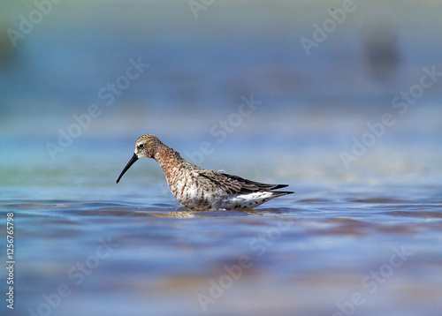 Piovanello comune - Curlew Sandpiper, (Calidris ferruginea) Lagune delle Saline, Stintino. Sardegna. Italia photo