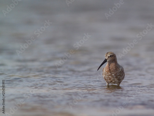 Piovanello comune - Curlew Sandpiper, (Calidris ferruginea) Lagune delle Saline, Stintino. Sardegna. Italia photo