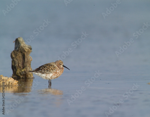 Piovanello comune - Curlew Sandpiper, (Calidris ferruginea) Lagune delle Saline, Stintino. Sardegna. Italia photo