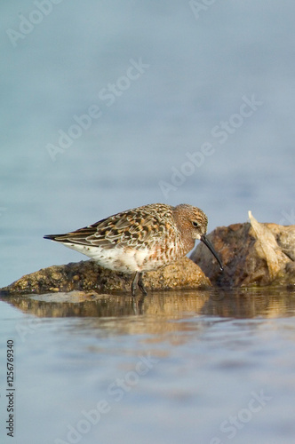 Piovanello comune - Curlew Sandpiper, (Calidris ferruginea) Lagune delle Saline, Stintino. Sardegna. Italia photo