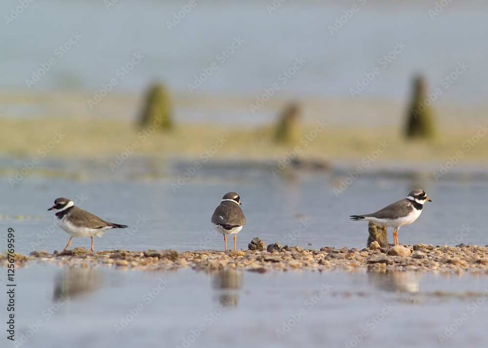 Ringed plover also Common ringed plover (Charadrius hiaticula) is a small plover that breeds across much of northern Eurasia, as well as Greenland. Ringed plover also Common ringed plover (Charadrius hiaticula) is a small plover that breeds across much of northern Eurasia, as well as Greenland.