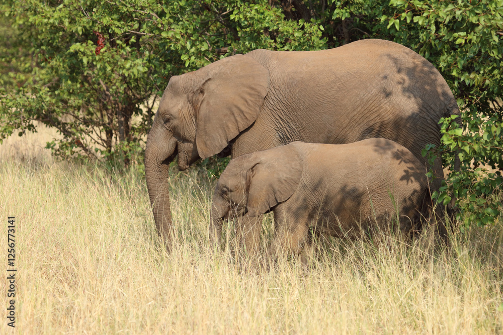 Fototapeta premium Afrikanischer Elefant / African elephant / Loxodonta africana