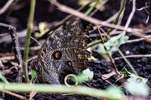 Butterflies and moths at the st louis zoo photo