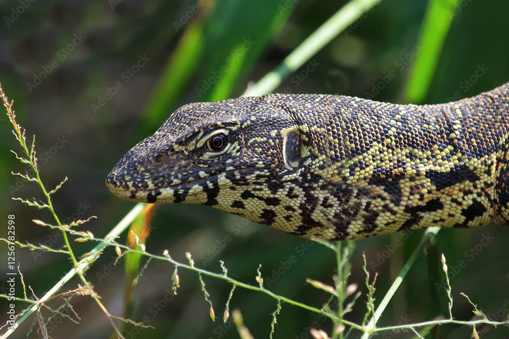 Nilwaran / Nile monitor / Varanus niloticus Nilwaran / Nile monitor / Varanus niloticus