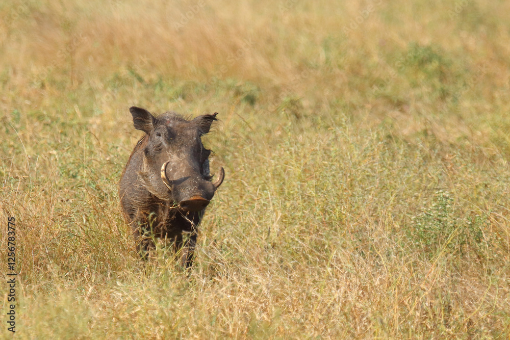 Fototapeta premium Warzenschwein / Warthog / Phacochoerus africanus