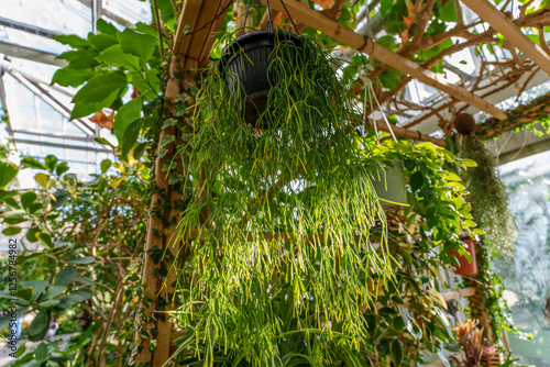 Garden scene with potted green Rhipsalis (Hatiora salicornioides) cactus photo