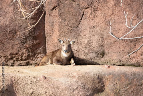 Himalayan goral resting my its wall at the zoo photo