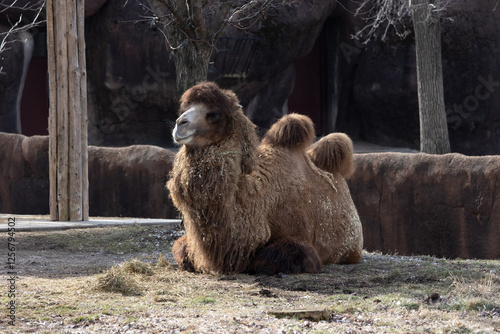 Great big camel resting at the st louis zoo photo