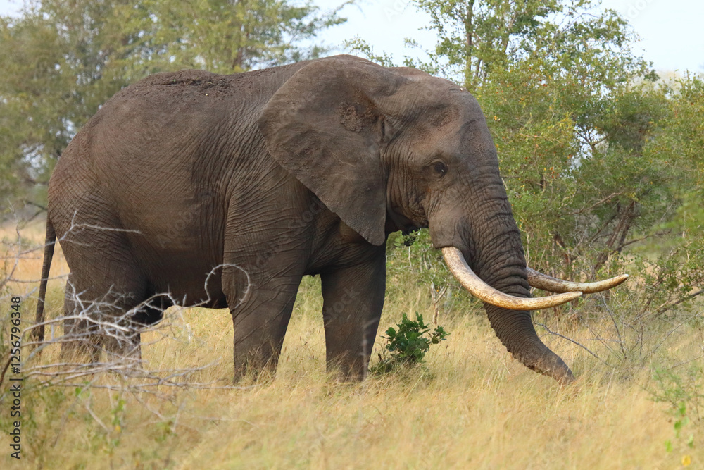 Fototapeta premium Afrikanischer Elefant / African elephant / Loxodonta africana..