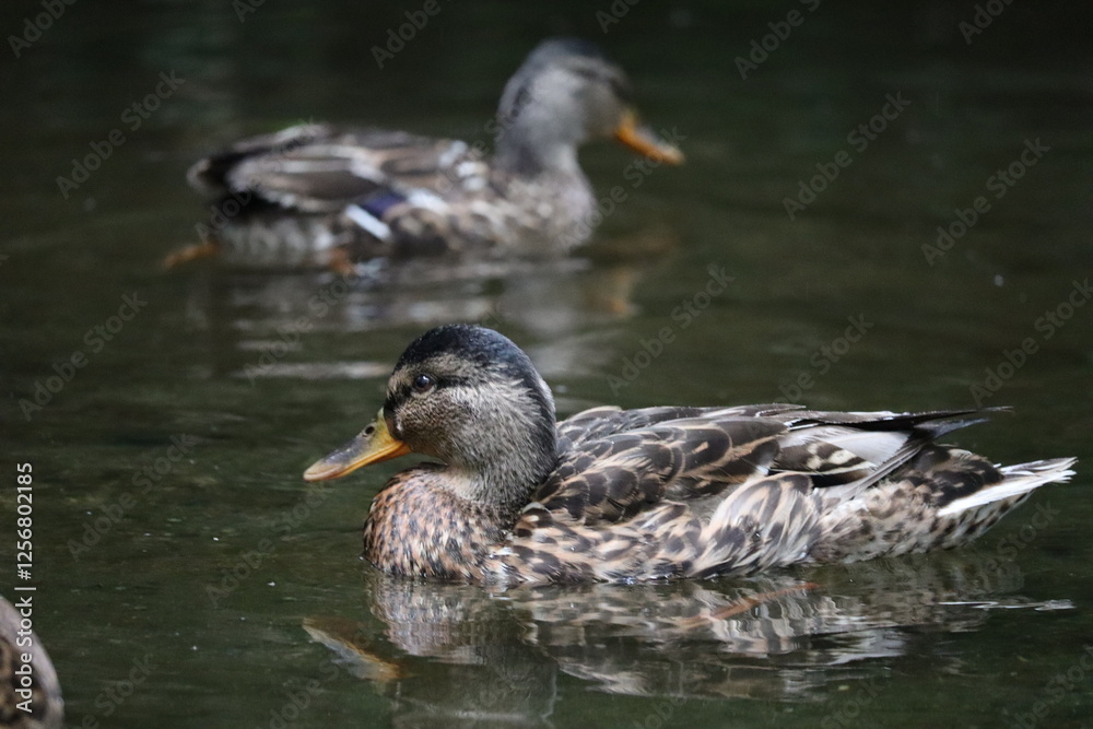 Fototapeta premium マガモ