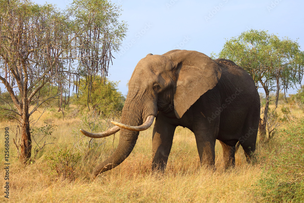 Fototapeta premium Afrikanischer Elefant / African elephant / Loxodonta africana..