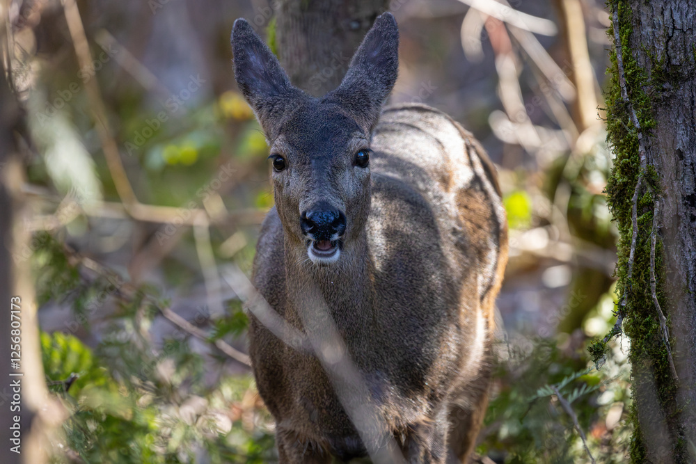Black tail deer doe with mouth open facing the camera at Oaks Bottom Wildlife Refuge in Portland Oregon Black tail deer doe with mouth open facing the camera at Oaks Bottom Wildlife Refuge in Portland Oregon