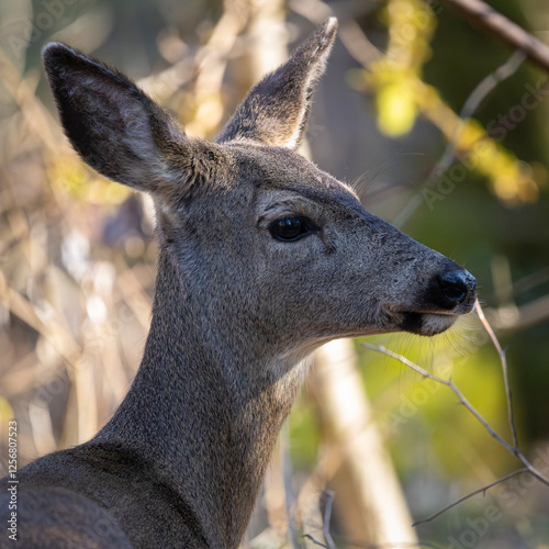 Side view of a Black-tailed deer doe at Oaks Bottom Wildlife Refuge in Portland Oregon