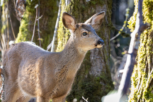 Curious Black-tailed deer fawn looking around at Oaks Bottom Wildlife Refuge in Portland Oregon
