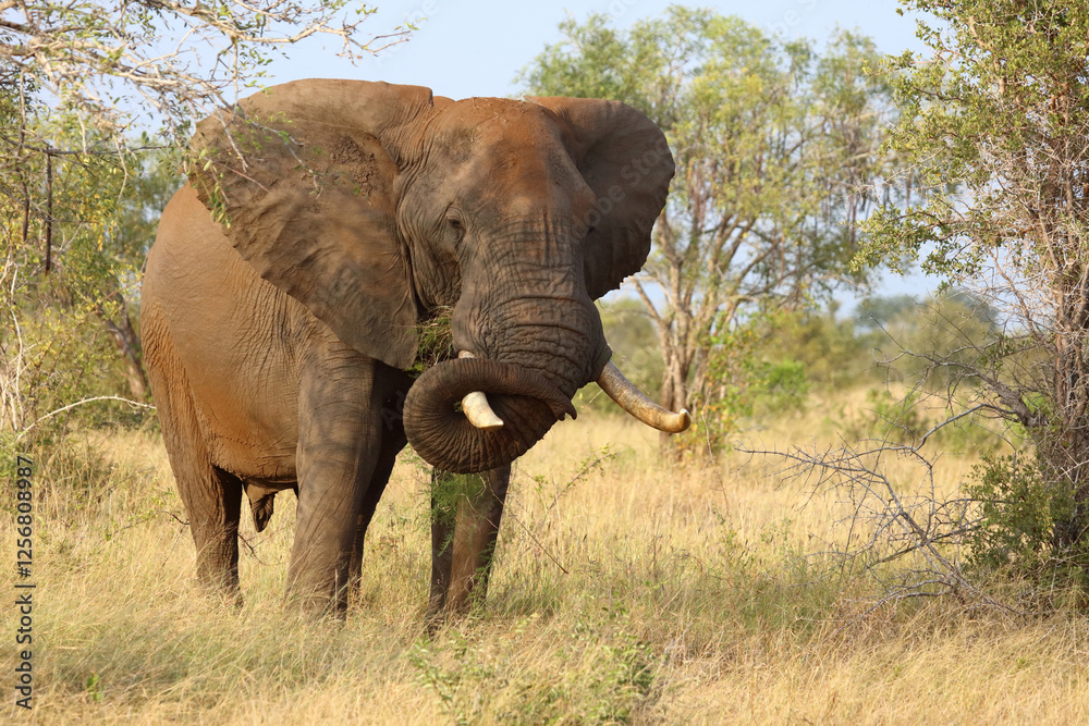 Fototapeta premium Afrikanischer Elefant / African elephant / Loxodonta africana