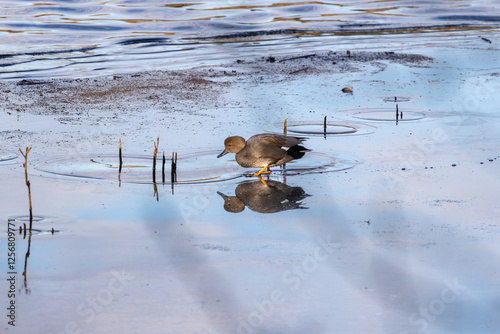 A Gadwall Duck in Oaks Bottom Wildlife Refuge in Portland Oregon photo