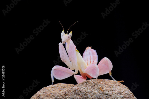 pink orchid mantis flower on black background