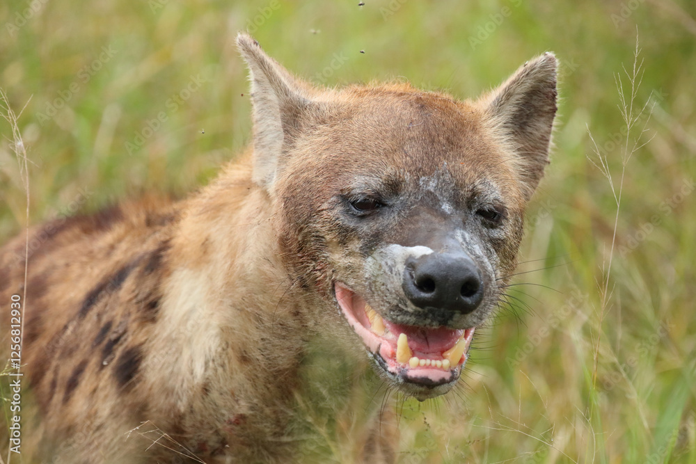 Tüpfelhyäne / Spotted hyaena / Crocuta crocuta.. Tüpfelhyäne / Spotted hyaena / Crocuta crocuta..