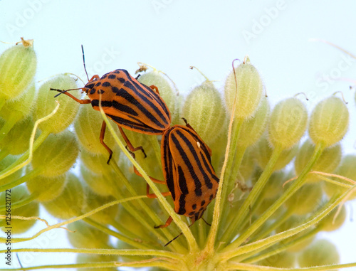 Minstrel bugs with red and black stripes mating on fennel plant flower. Graphosoma semipunctatum Emittero (Graphosoma semipunctatum). Bunnari, Sassari, Sardegna. Italia