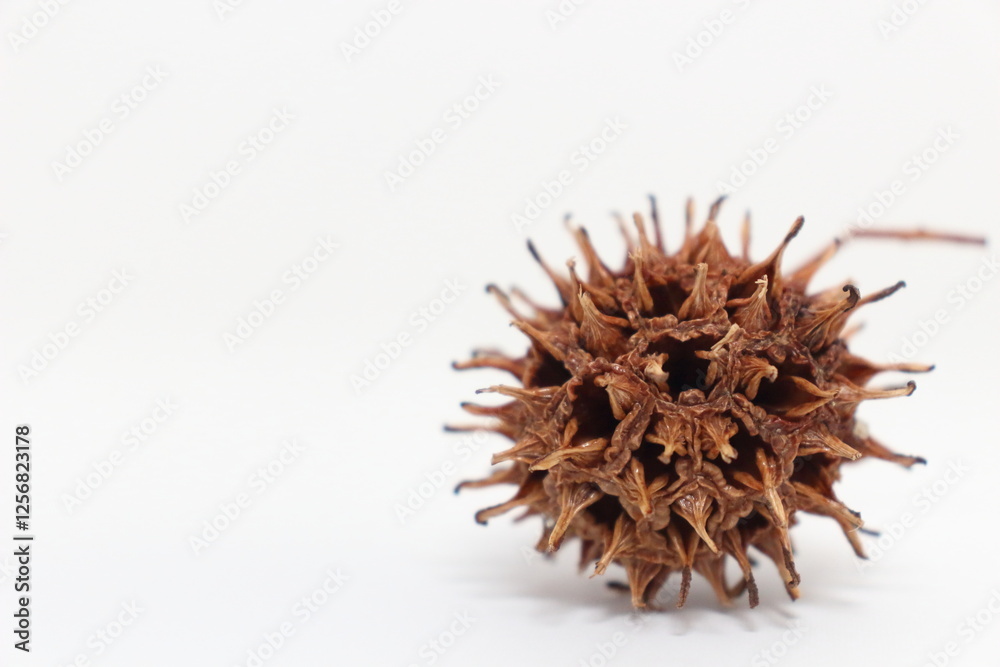 Obraz premium シンプルで使いやすいモミジバフウの実