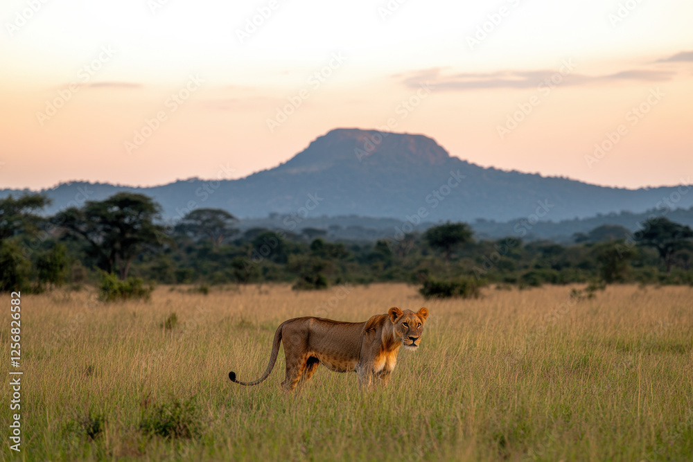 A lion is standing in a grassy field with a mountain in the background A lion is standing in a grassy field with a mountain in the background