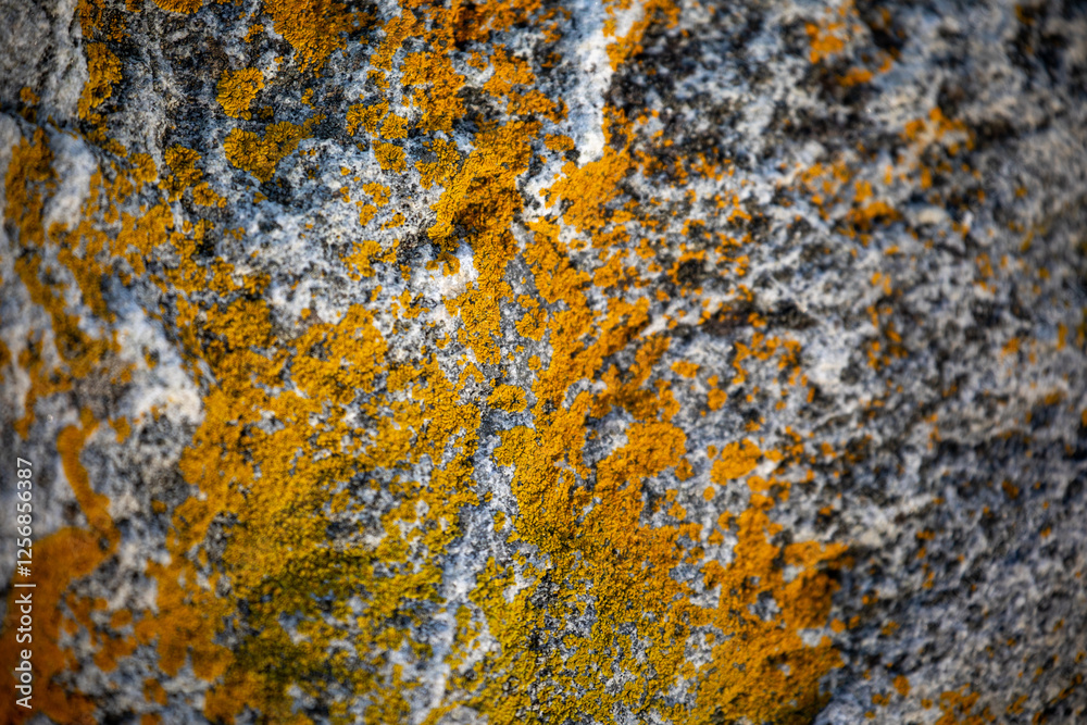 Moss in a park beside a national road in Norway in winter Moss in a park beside a national road in Norway in winter