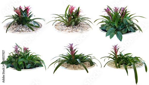 Bromeliad pink red flowers grown in a white pot.
Collection Trees and flowers green leaves. total 6 trees. 
Isolated on white background (clipping path)