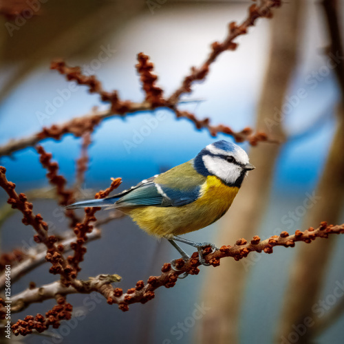 Blue Titis at Hauxley, Northumberland photo