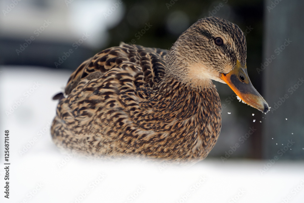 雪の上で寛ぐ雌のマガモ-Female mallard duck relaxing on snow- 雪の上で寛ぐ雌のマガモ-Female mallard duck relaxing on snow-