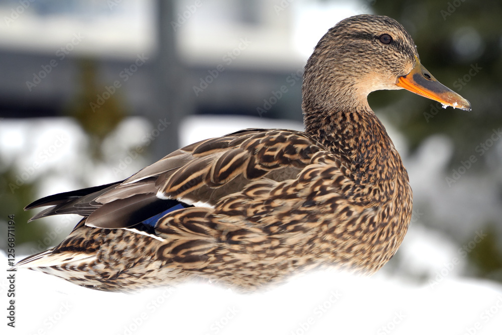 雪の上で寛ぐ雌のマガモ-Female mallard duck relaxing on snow- 雪の上で寛ぐ雌のマガモ-Female mallard duck relaxing on snow-