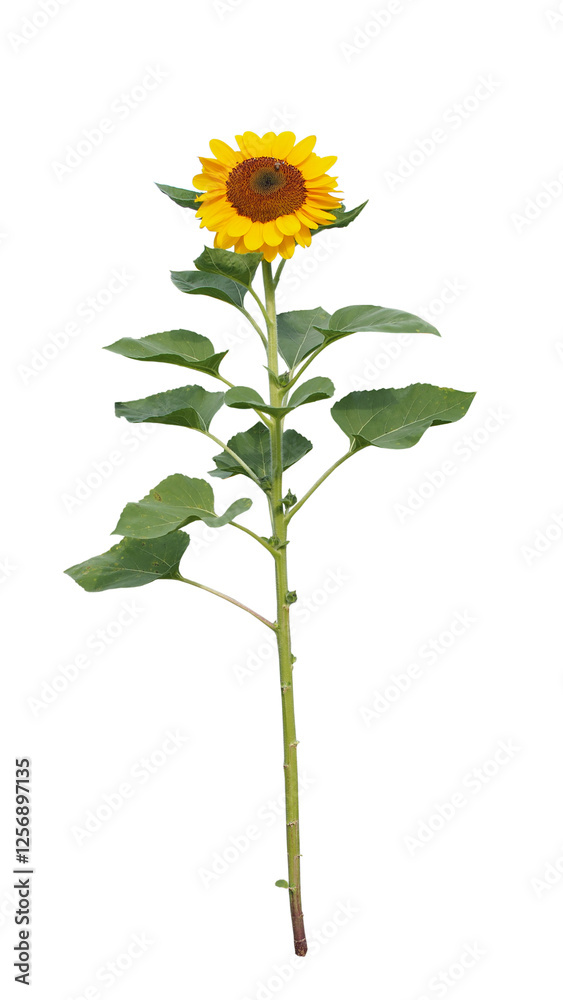 Fototapeta premium Sunny Sunflower: A tall, vibrant sunflower with its yellow petals reaching towards the sun, standing on a slender stem and showcasing its bright golden center.