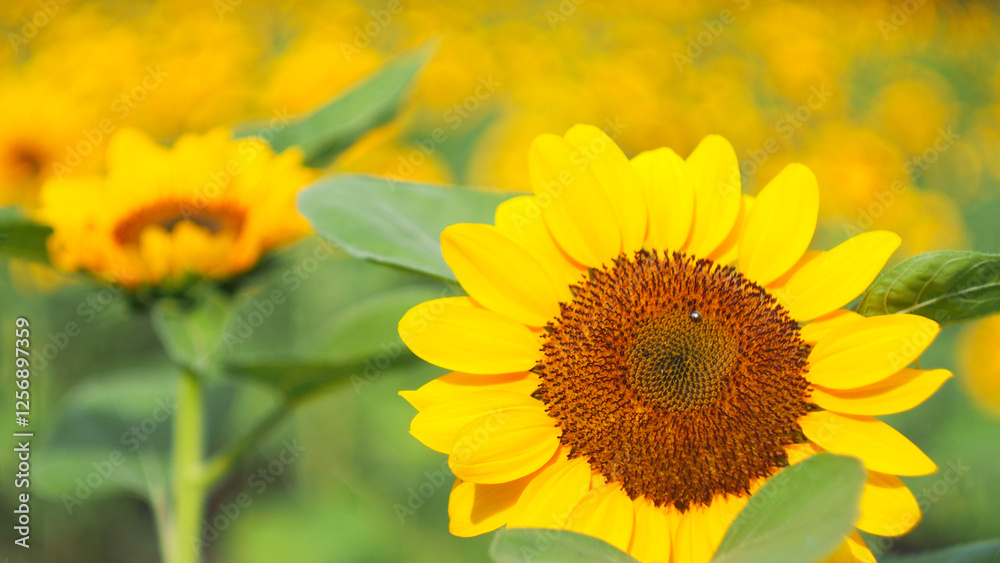 A vibrant sunflower in full bloom, its golden petals radiating against a blurred backdrop of similar blossoms. Perfect for themes of positivity, vitality, or natural beauty. A vibrant sunflower in full bloom, its golden petals radiating against a blurred backdrop of similar blossoms. Perfect for themes of positivity, vitality, or natural beauty.