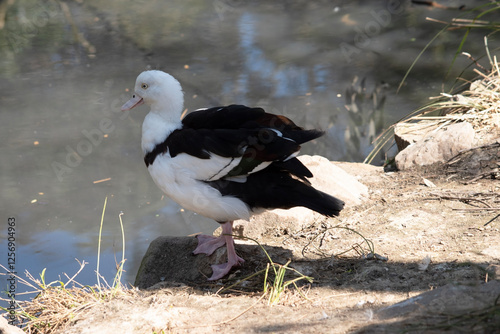 Wallpaper Mural this is a side view of a radjah shelduck Torontodigital.ca