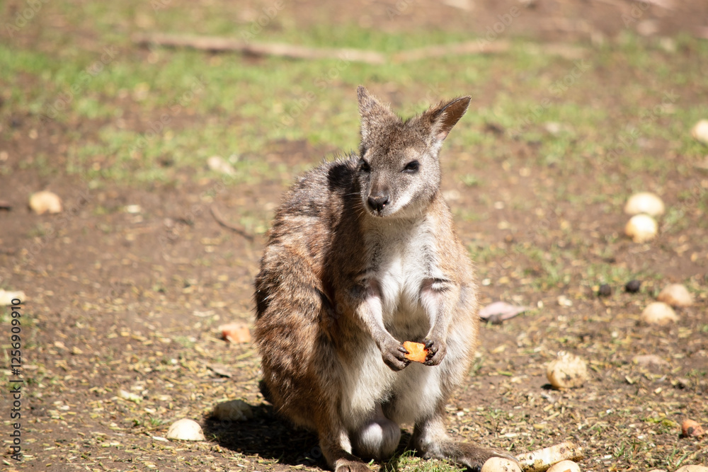the red necked wallaby is eating a carrot