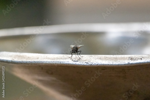 A close-up of a housefly (Musca domestica) insect sitting on a silverware cover.