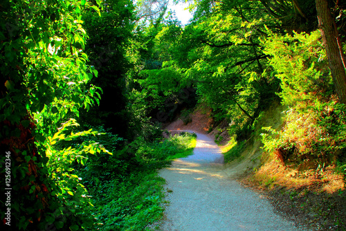 Unique view from Pieve Torina (MC) at the Sentiero delle Acque, a gravel path through the riveting wilderness of flourishing green vegetation touched by the sunlight and trunks standing in the shade