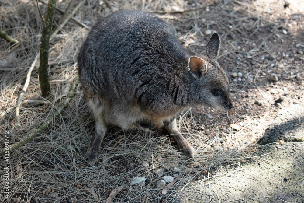 the tammar wallaby has a joey in its pouch the tammar wallaby has a joey in its pouch