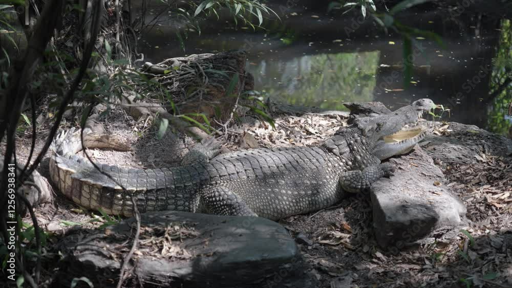 a crocodile sunbathing and resting on the bank next to a pond, its mouth open to regulate its body temperature a crocodile sunbathing and resting on the bank next to a pond, its mouth open to regulate its body temperature