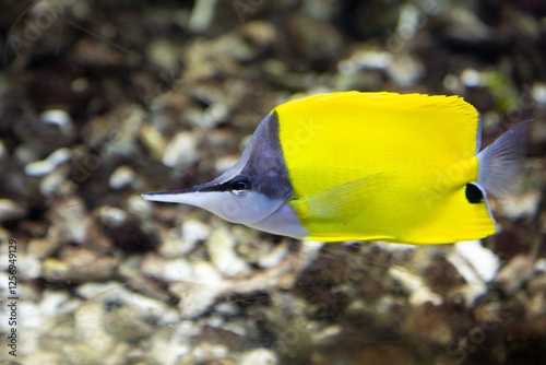 Yellow Longnose Butterflyfish Close-Up photo