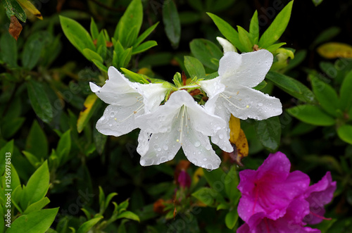 white flowers